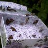 Mass Butterfly Release Box