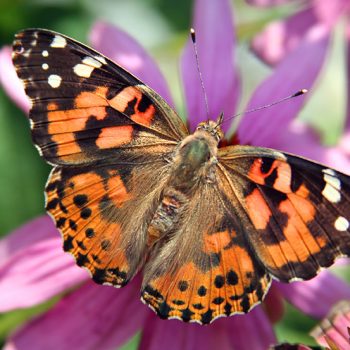 Painted Lady butterfly on flower