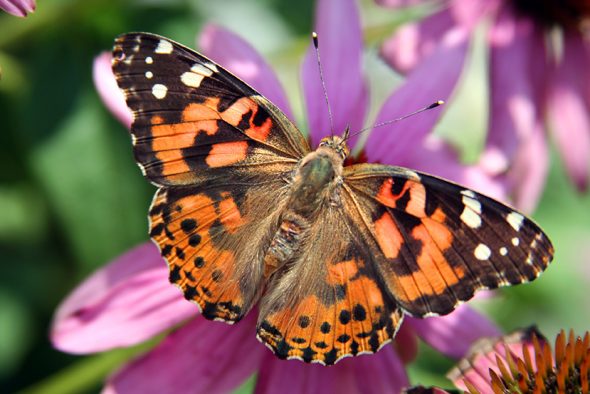 Painted Lady butterfly on flower