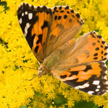 painted lady