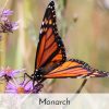 release-monarch