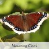 release-mourning cloak