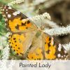 release-painted lady