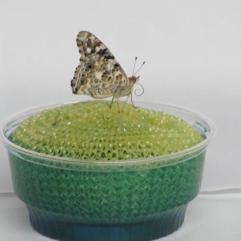 Bills Butterfly Feeding Dish with Painted Lady Butterfly with its probosis unfurled
