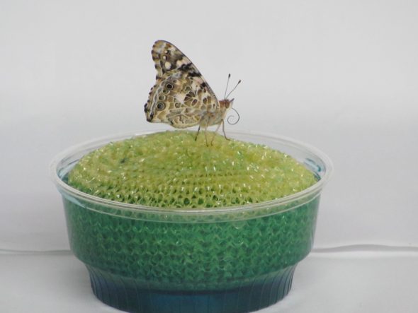 Bills Butterfly Feeding Dish with Painted Lady Butterfly with its probosis unfurled