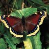 Summer Mourning Cloak